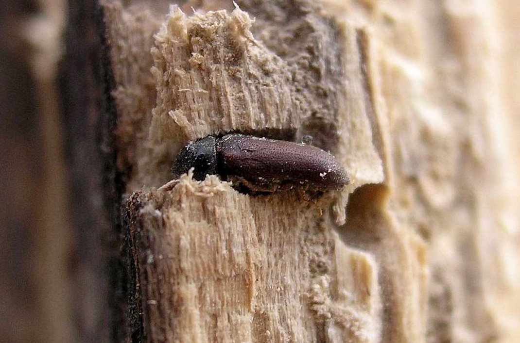 Holzwurm zerfrisst ein Möbelstück